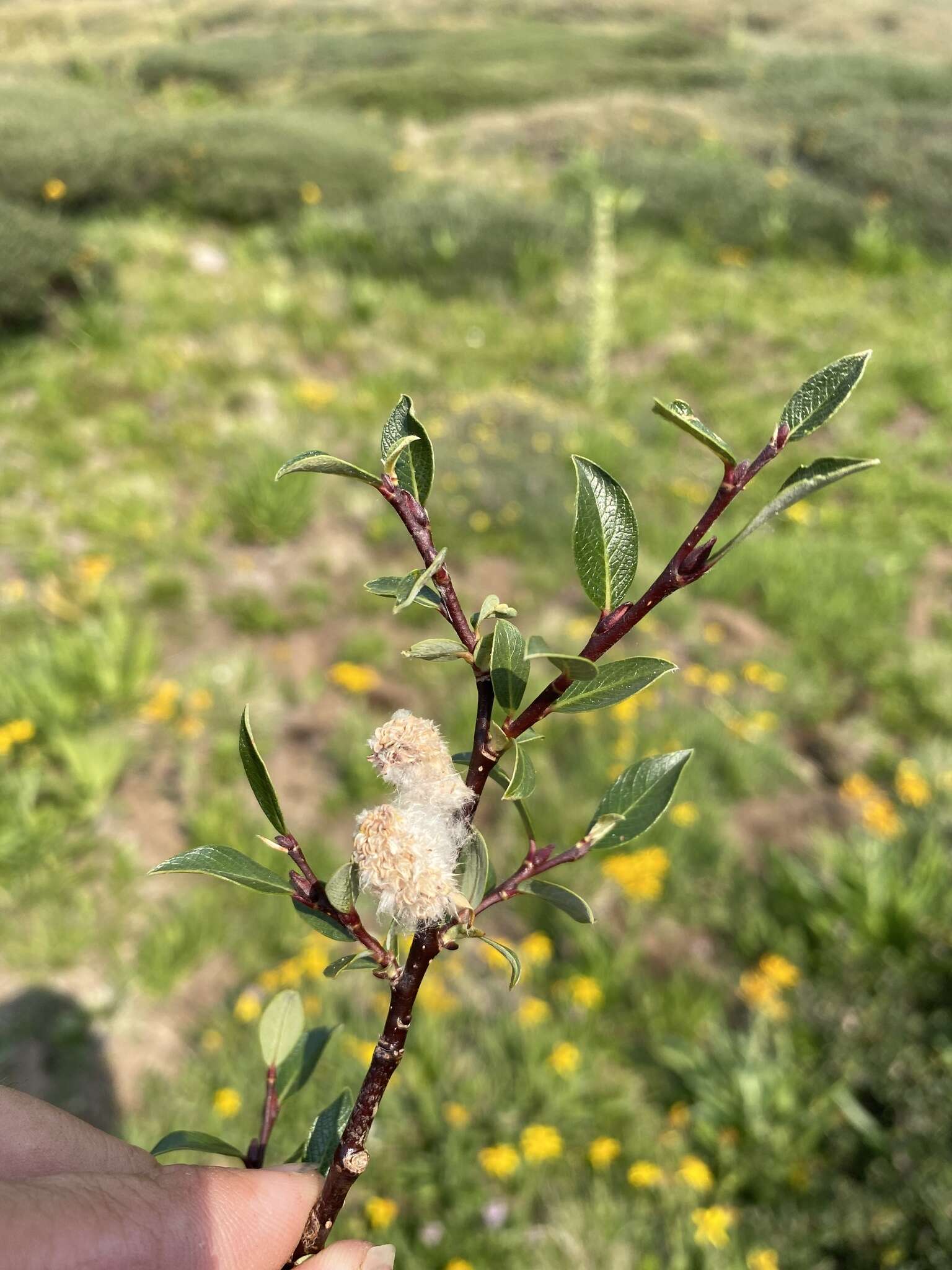 Image of Salix planifolia subsp. planifolia