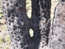 Image of Grassland tree fern