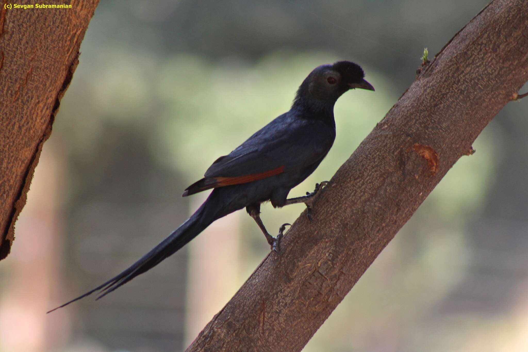 Image of Bristle-crowned Starling