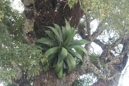 Agave atrovirens var. atrovirens resmi