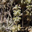 Image of Sideritis mascaensis