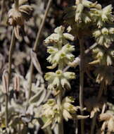 Imagem de Sideritis mascaensis