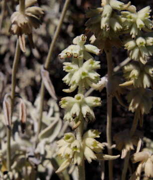 Sivun Sideritis mascaensis kuva