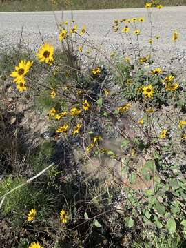 Image of rosinweed sunflower