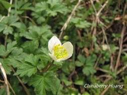 صورة Anemone stolonifera Maxim.