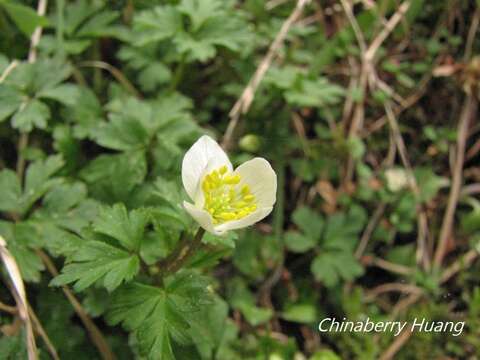 Image of Anemone stolonifera Maxim.