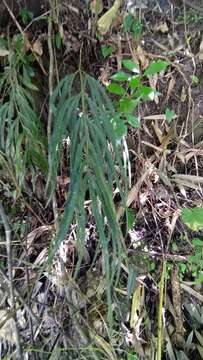 Image of Pteris longipinna Hayata