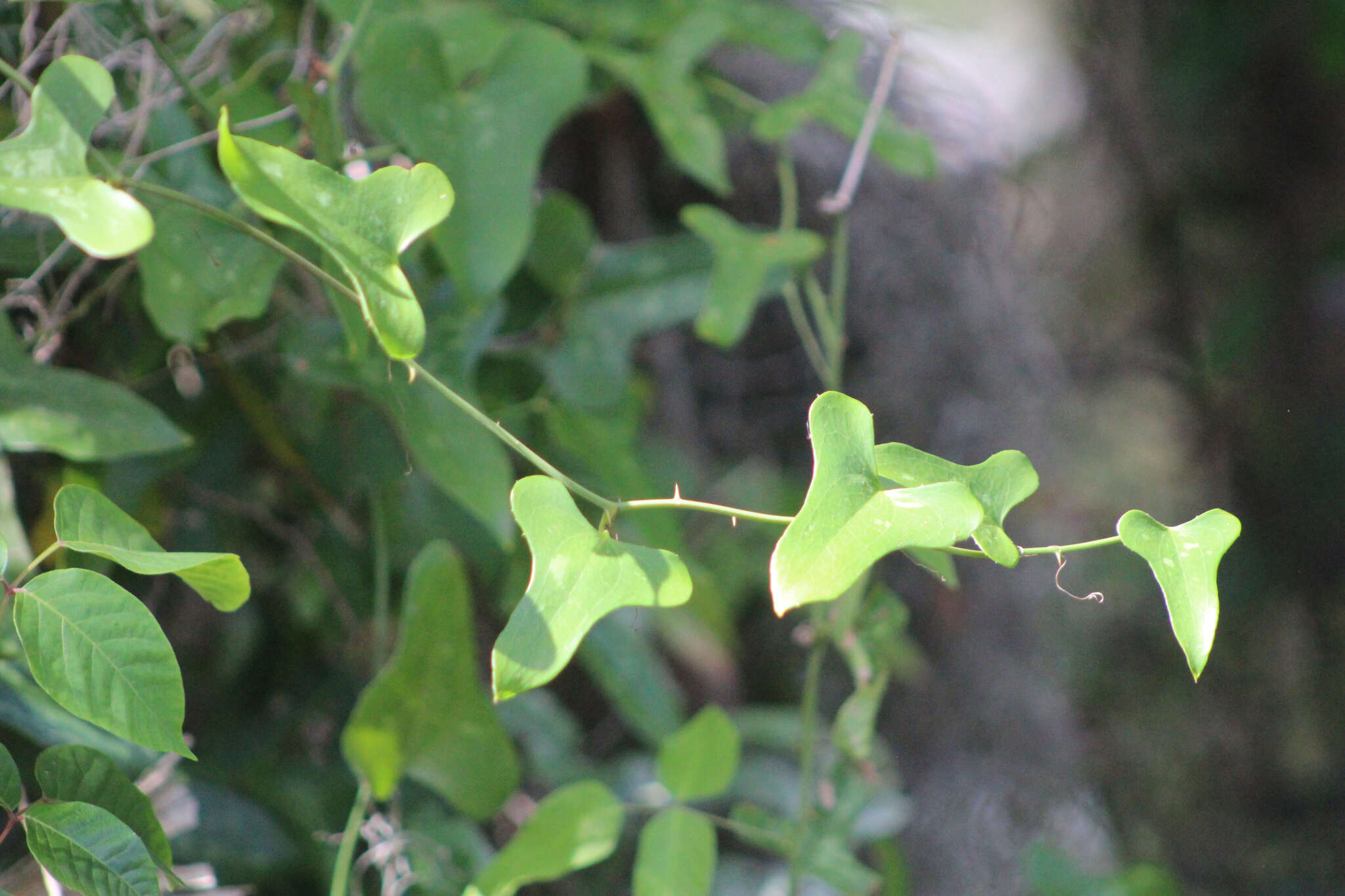 Image of earleaf greenbrier