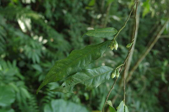 Image of Camellia caudata Wall.