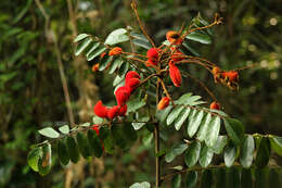 Image of Cnestis ferruginea DC.