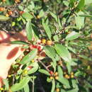 Karwinskia parvifolia Rose resmi