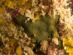 Image of thorn coral