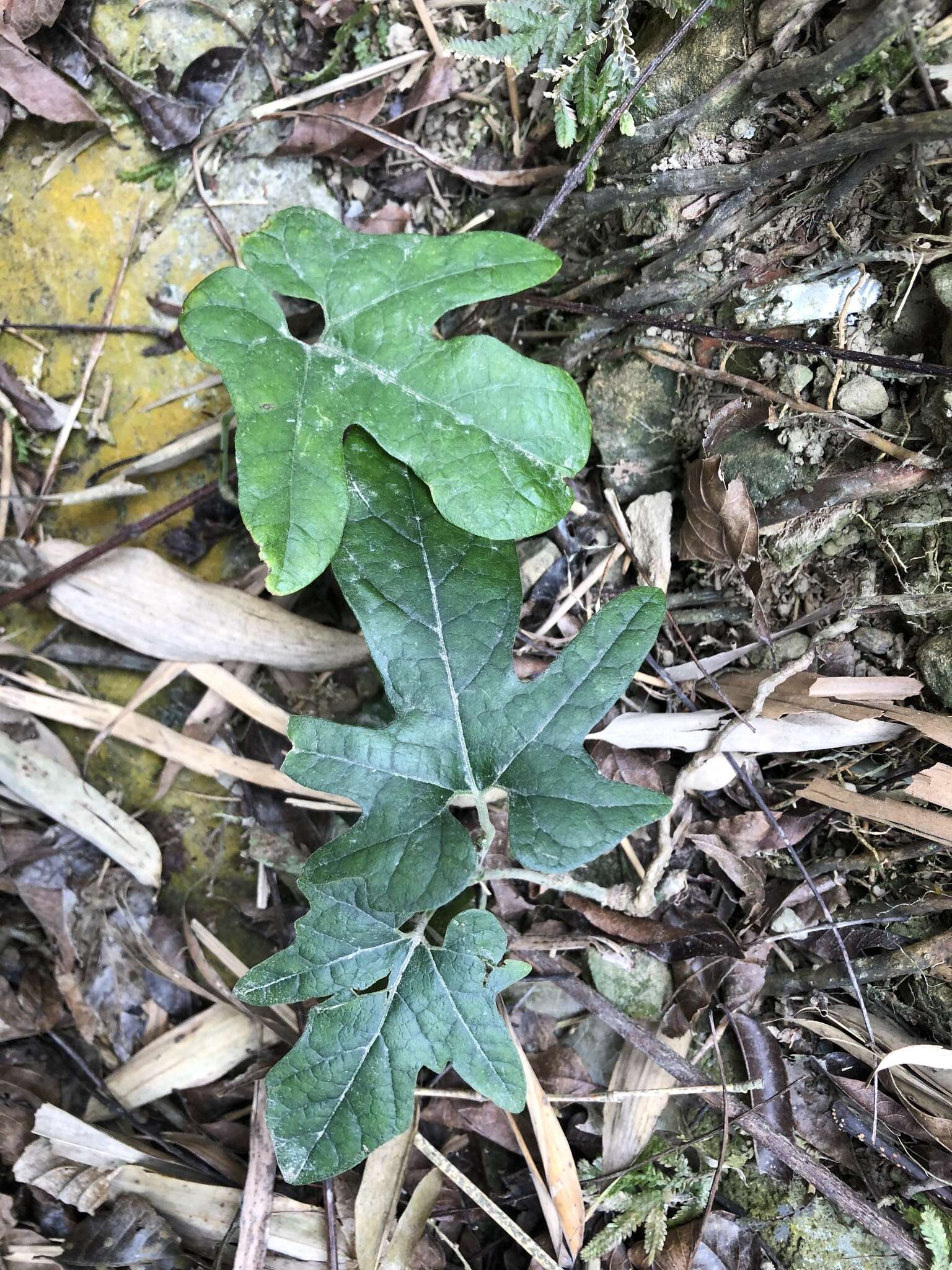 Image de Aristolochia cucurbitifolia Hayata