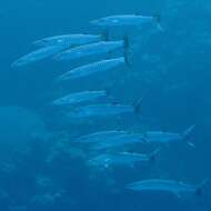 Image of Blackfin barracuda