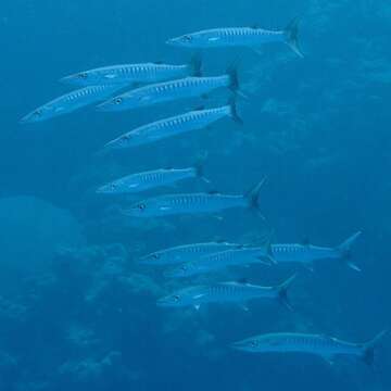 Image of Blackfin barracuda