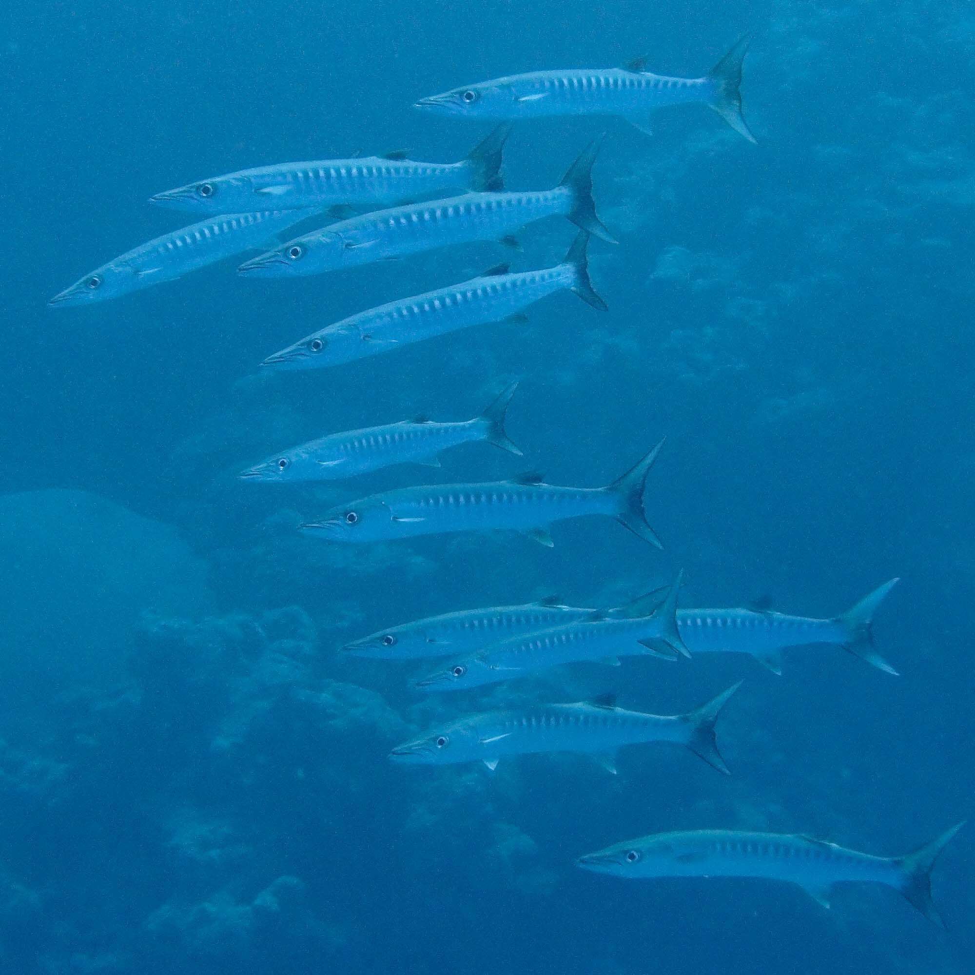 Image of Blackfin barracuda