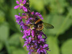 Image of Bombus sporadicus Nylander 1848