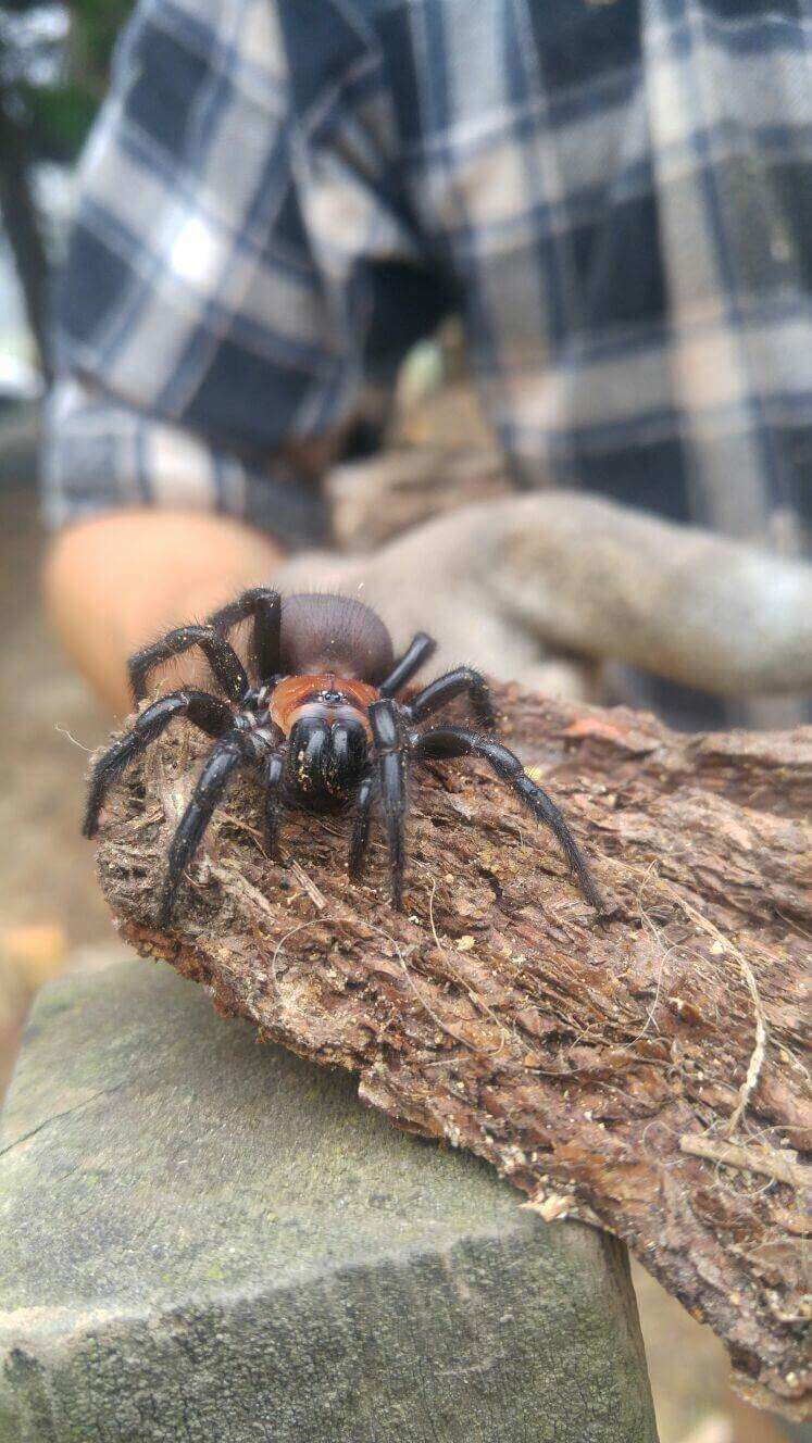 Image of Black tunnelweb