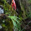 Image of Pitcairnia pteropoda L. B. Sm.