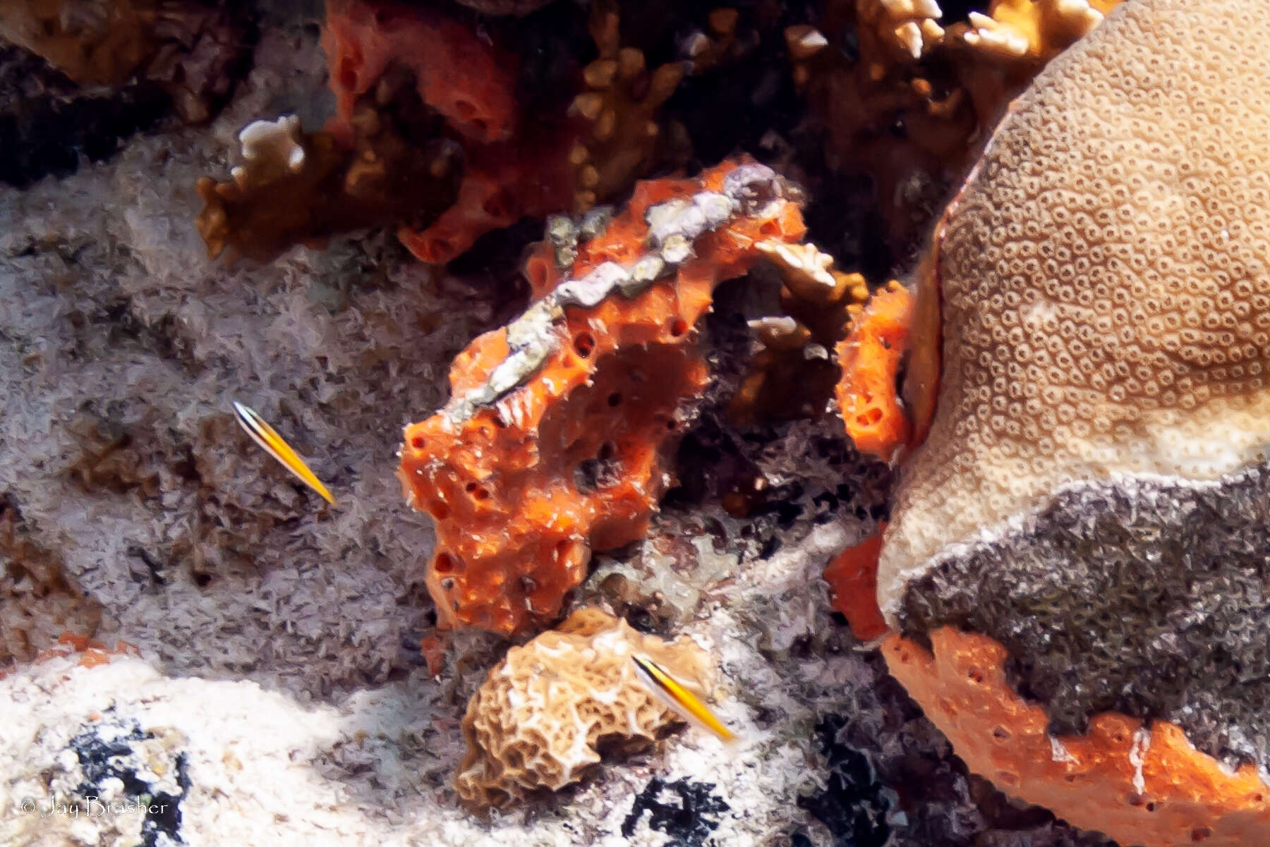 Image of Painted wrasse