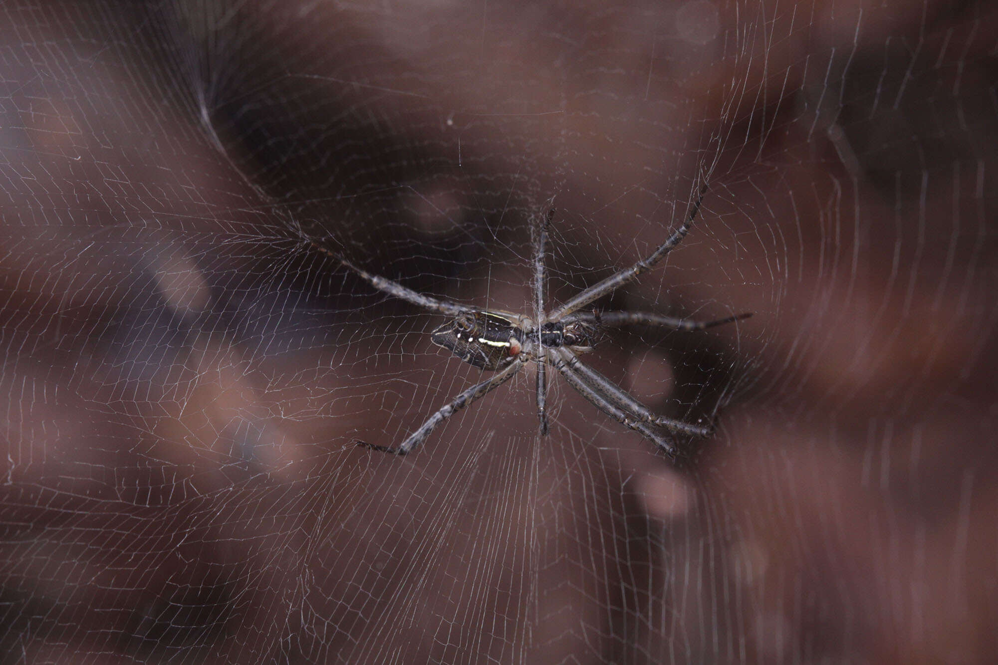 Image of Cyrtophora cicatrosa (Stoliczka 1869)