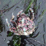 Image of Sheep crab