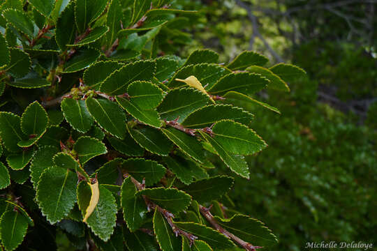 Imagem de Nothofagus betuloides (Mirb.) Oerst.