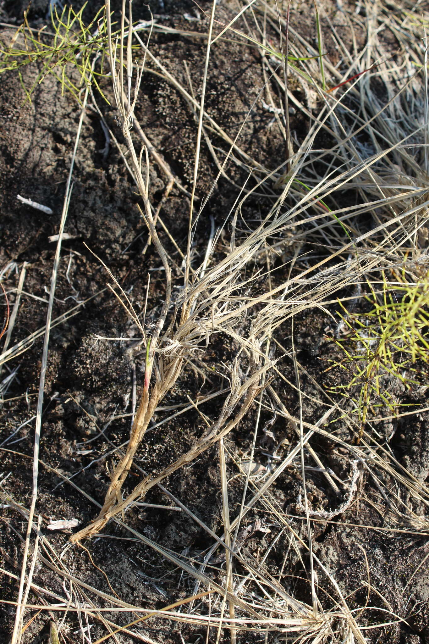 Image of Lapland Reedgrass