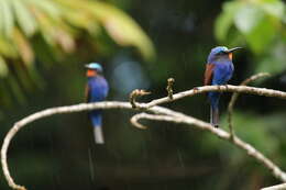 Image of Blue-headed Bee-eater