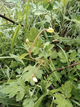 Image of Semiaquilegia adoxoides (DC.) Makino