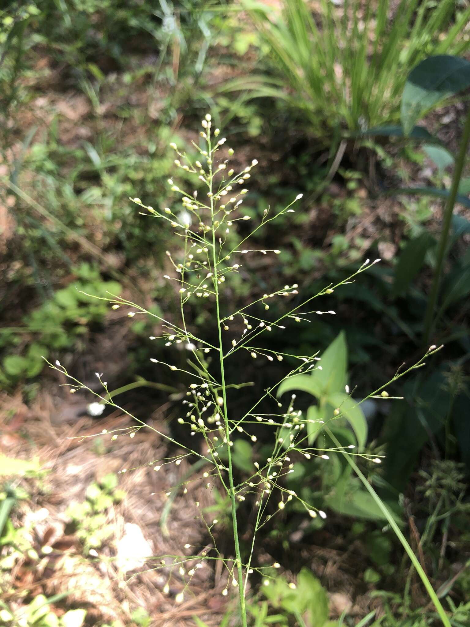 Panicum sphaerocarpon Elliott resmi