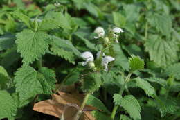 Image of Lamium flexuosum Ten.