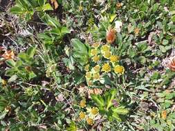 Image of Bupleurum triradiatum Adams ex Hoffm.