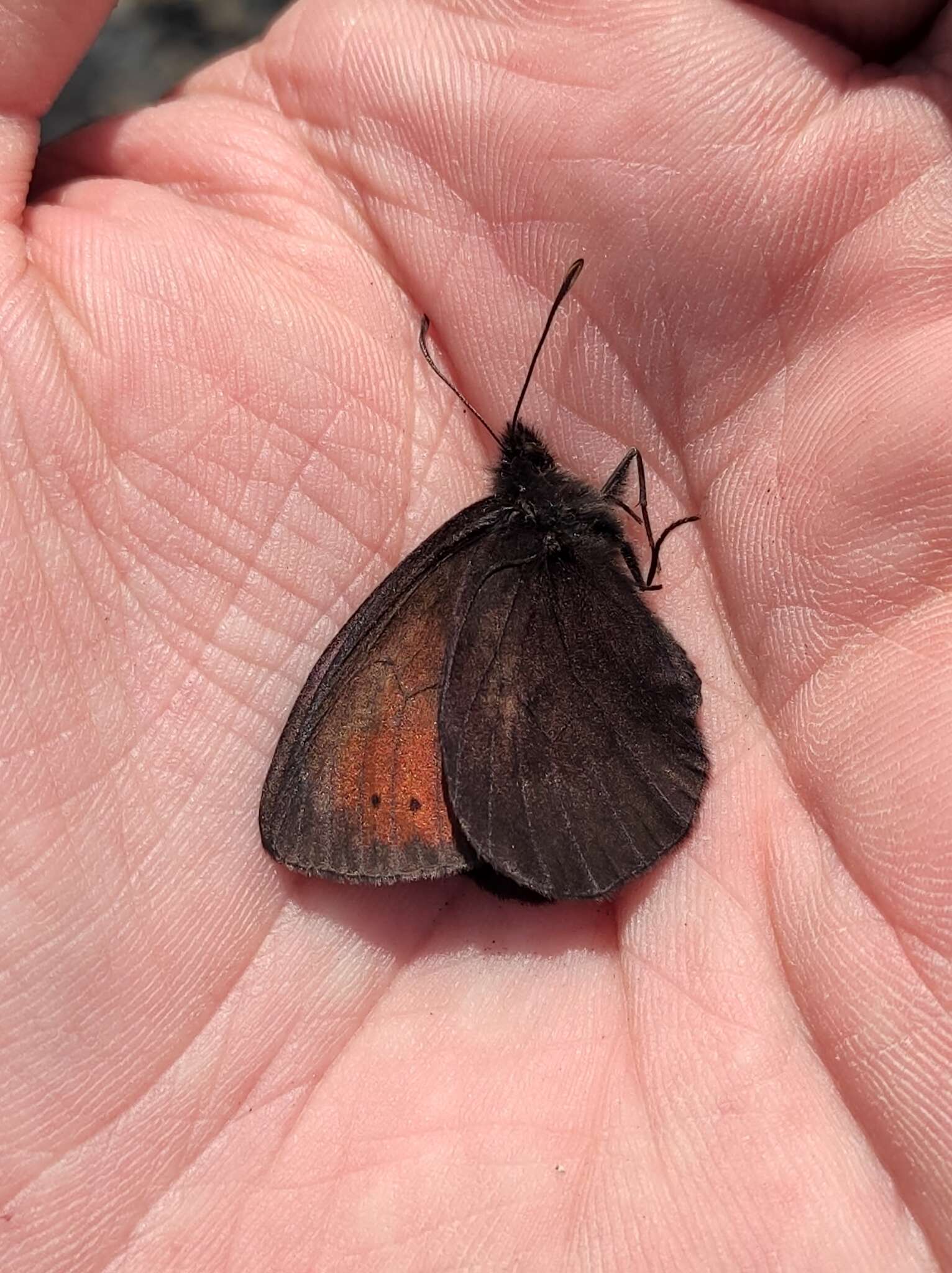 Image of Erebia anyuica Kurentzov 1966