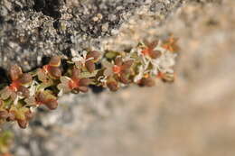 Image of Sesamoides interrupta (Boreau) G. López González