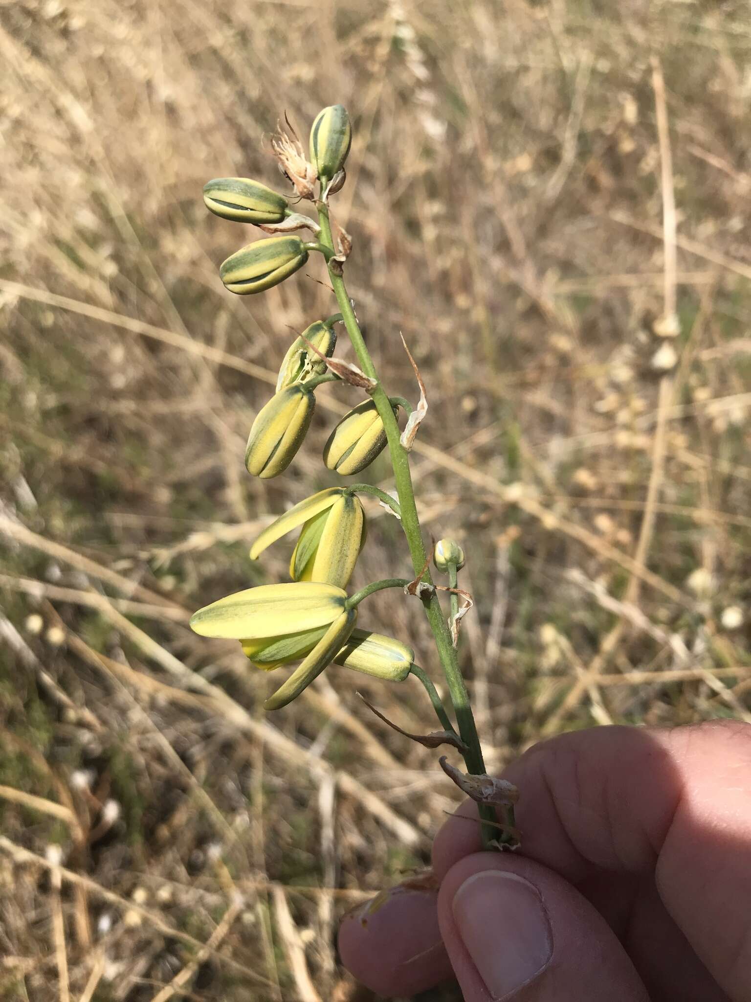 Image de Albuca fragrans Jacq.