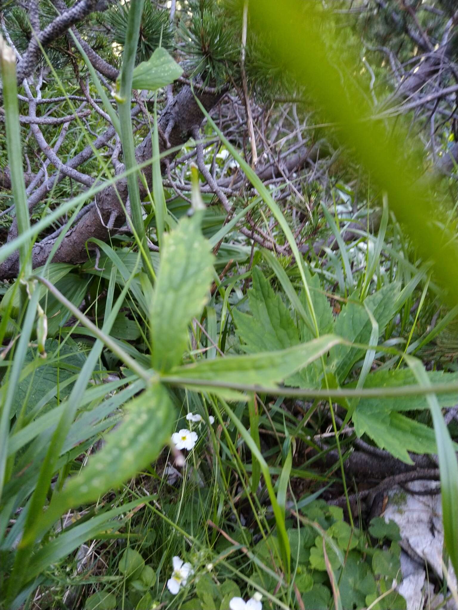 Plancia ëd Ranunculus platanifolius L.