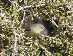 Image of Greater Wagtail-Tyrant