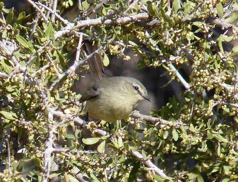 Image of Greater Wagtail-Tyrant