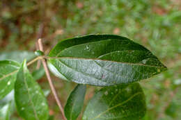 Image of Viburnum foetidum var. rectangulatum (Graebner) Rehder