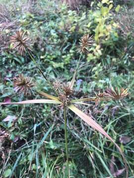 Image de Cyperus lancastriensis Porter