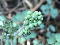 Image of Thalictrum hernandezii Tausch