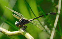 Image of Phyllogomphoides pacificus (Selys 1873)