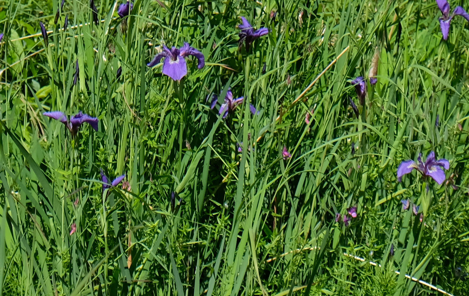 Image of beachhead iris