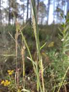 Schizachyrium scoparium subsp. divergens (Hack.) Gandhi & Smeins resmi