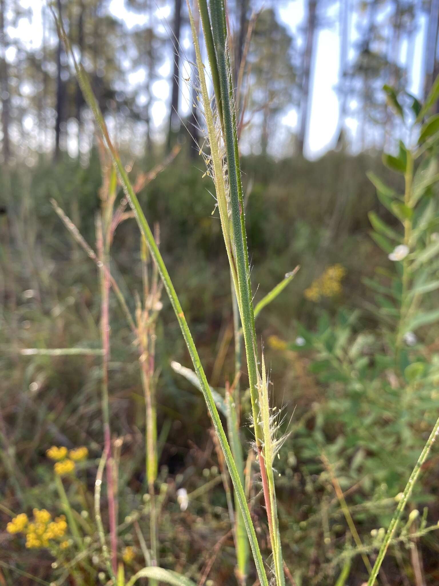 Schizachyrium scoparium subsp. divergens (Hack.) Gandhi & Smeins resmi