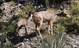 Image of Odocoileus hemionus eremicus (Mearns 1897)