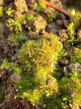 Image of serrate ephemerum moss