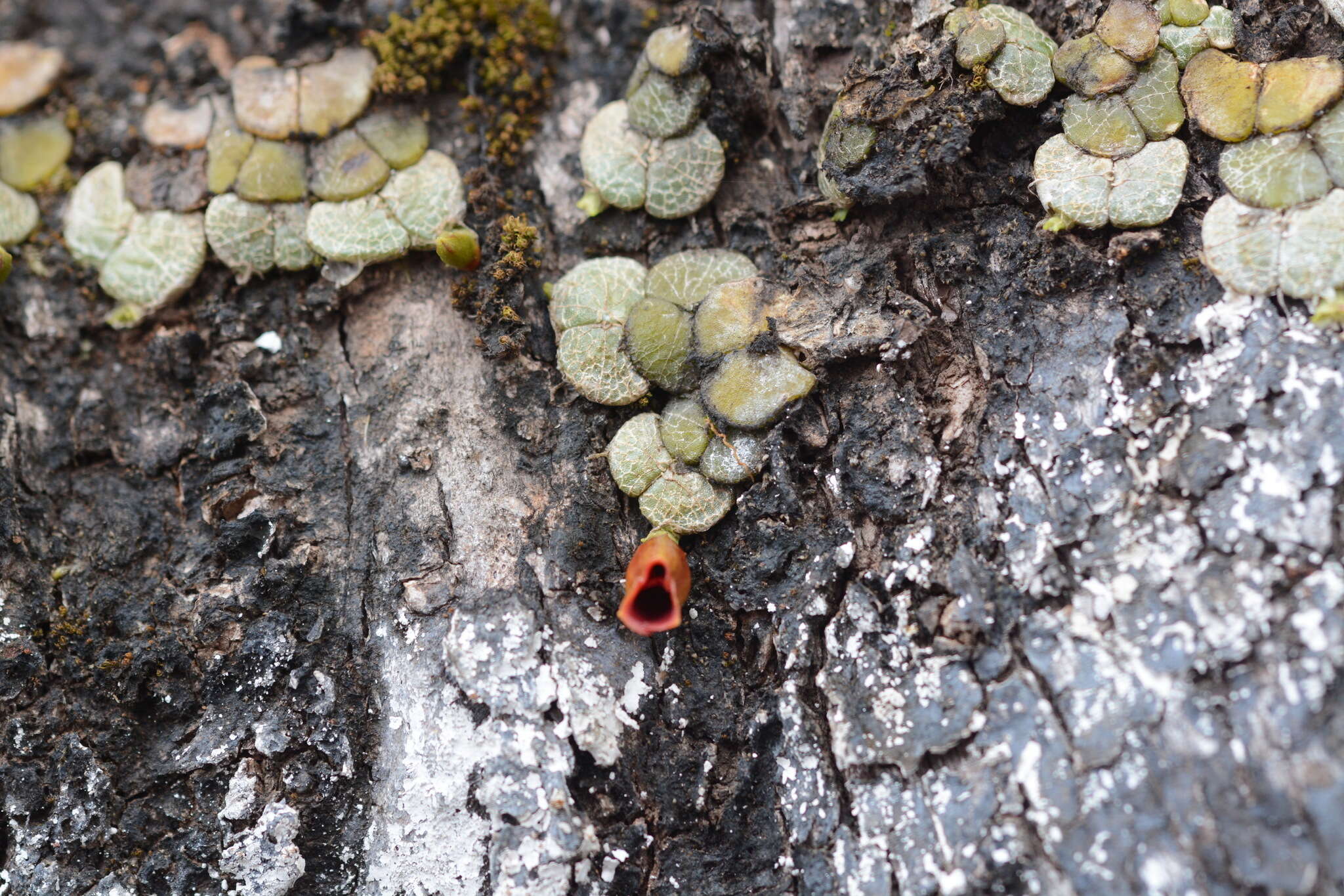 Image of Porpax reticulata Lindl.