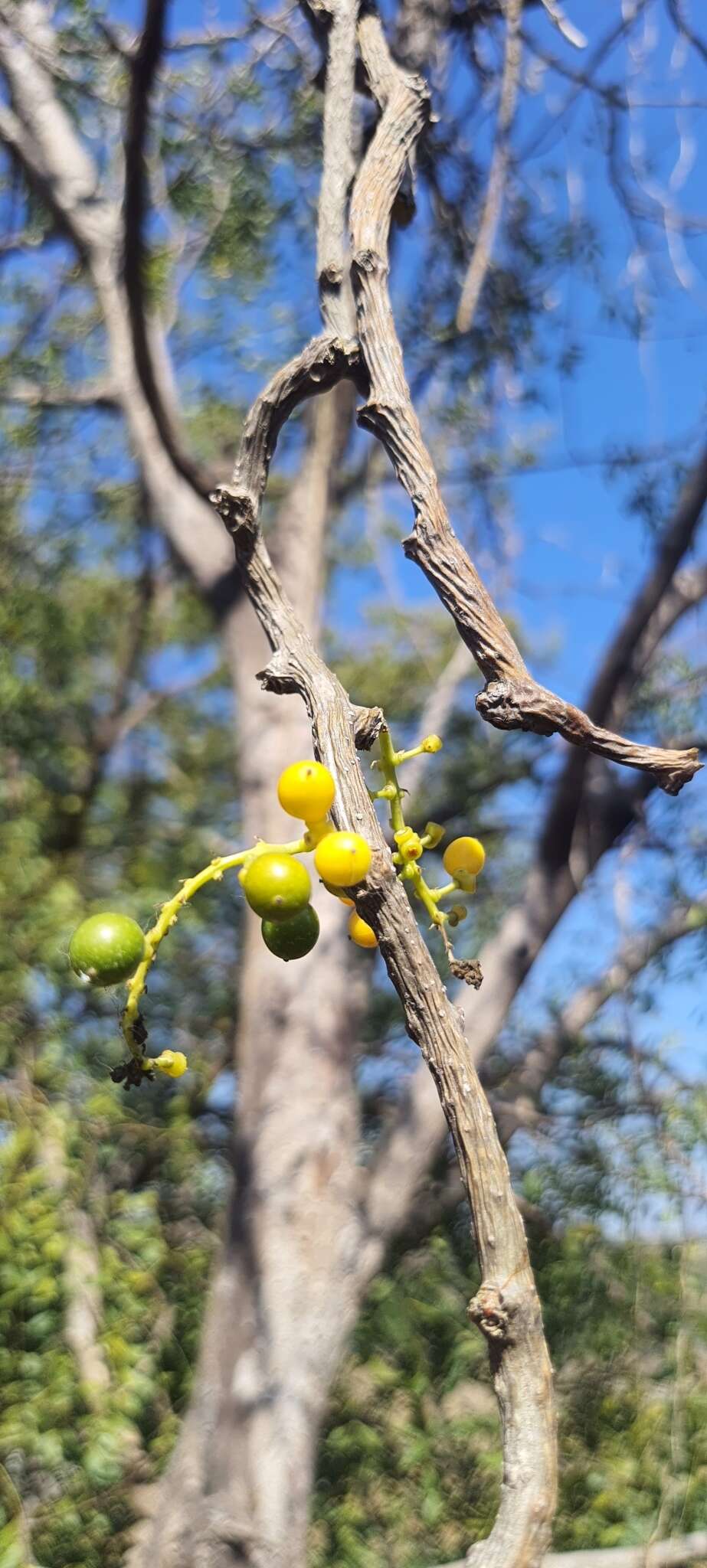 Image of Tinospora cordifolia (Willd.) Miers